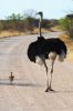 ostrichs.jpg
