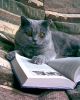 reading_cat.jpg