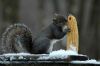 squirrel_on_snow.jpg