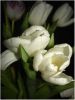 tulips_white.jpg