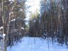 woods_in_snow.jpg