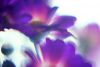 flowers_purple.jpg