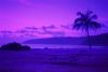 purple_bench_tree.jpg