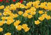 yellow_tulips.JPG
