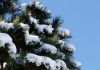 snow_on_fir_tree.JPG