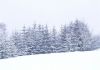 snowy_fir_tree.JPG